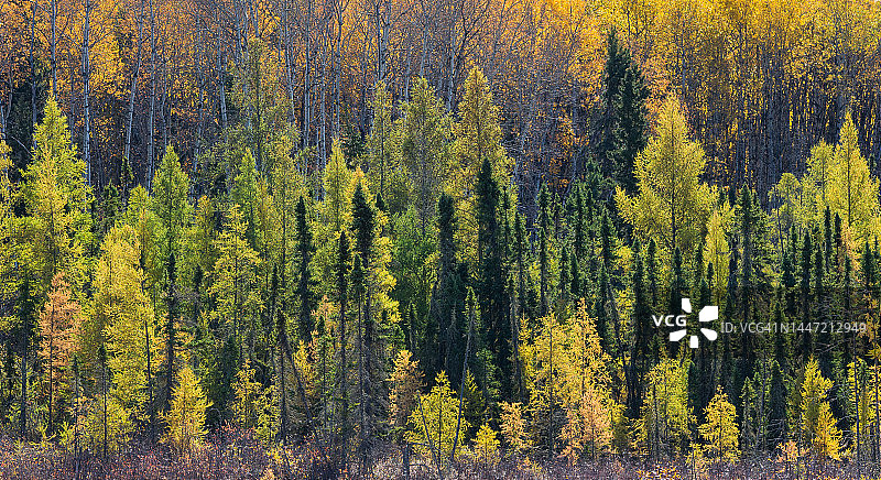 落叶松树的逆光森林图片素材