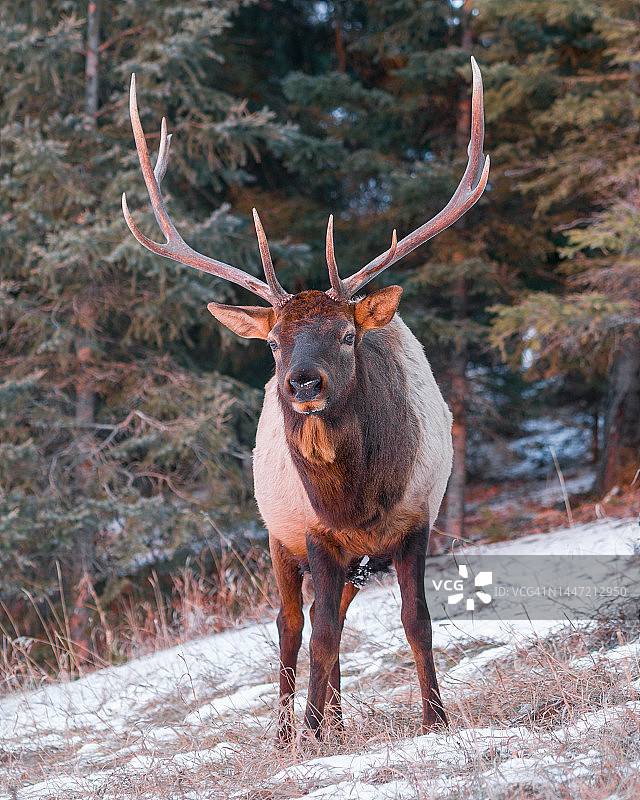 冬季日落森林中的麋鹿图片素材