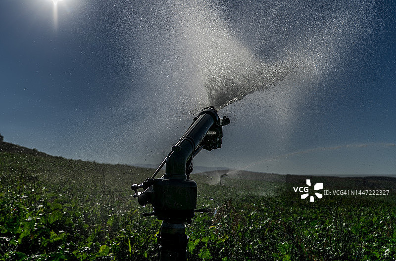 灌溉农业和甜菜种植图片素材