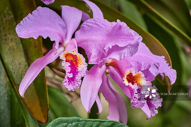 自然环境中的紫色兰花图片素材