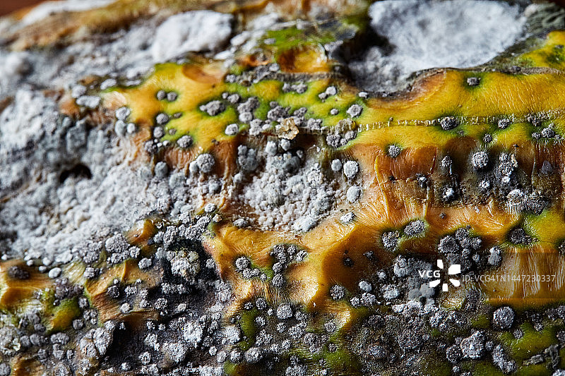 腐烂水果上的霉菌特写：有机产品上的霉菌图片素材