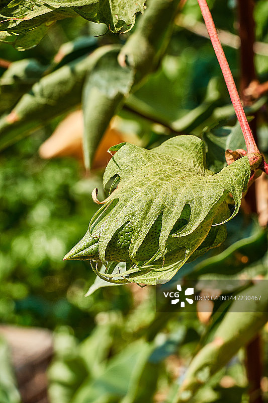 棉铃植物图片素材