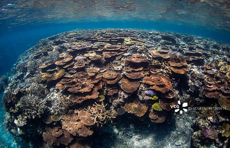 珊瑚床图片素材