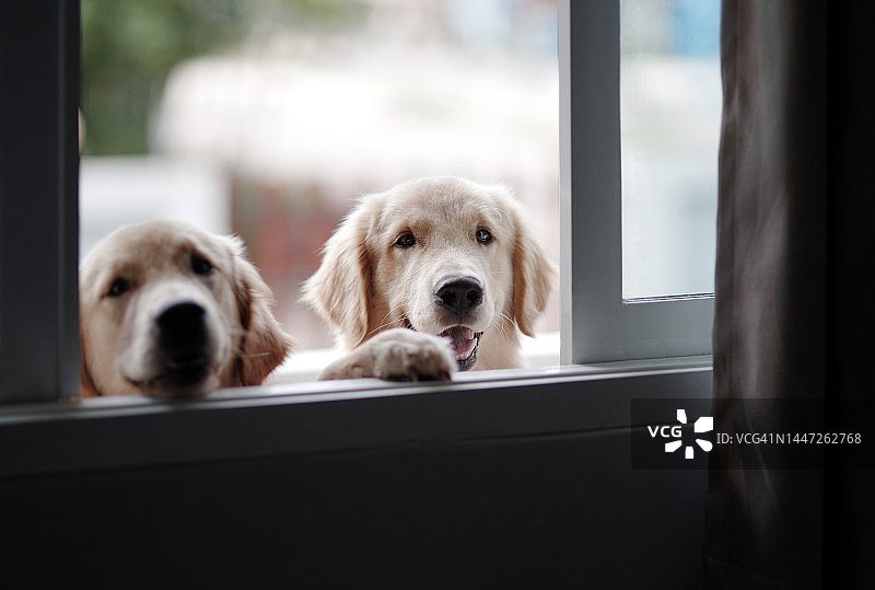 窗户边的金毛猎犬正求着进屋。图片素材