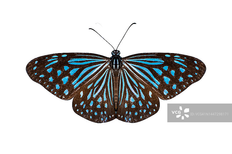 白色背景上的黄红色天然蝴蝶图片素材