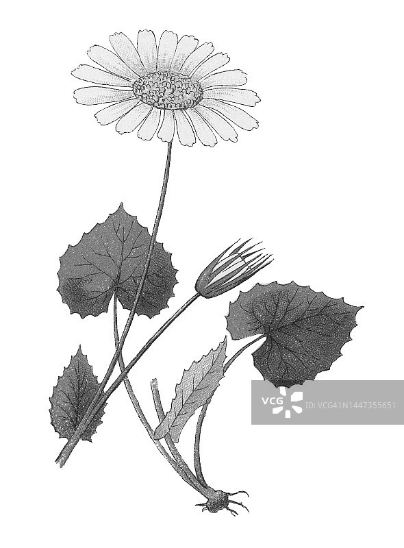 植物学旧彩色石印插图：无味母菊图片素材