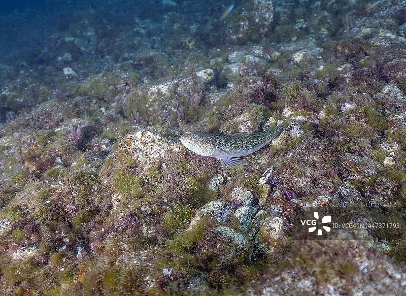 加那利群岛兰萨罗特岛的大西洋狗母鱼图片素材