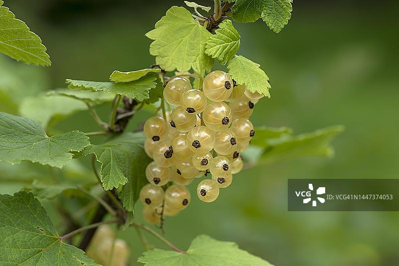 德国巴伐利亚的白醋栗果簇图片素材