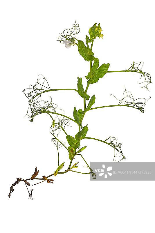 豌豆（豌豆属），带根，位于德国巴伐利亚的白色地面上图片素材