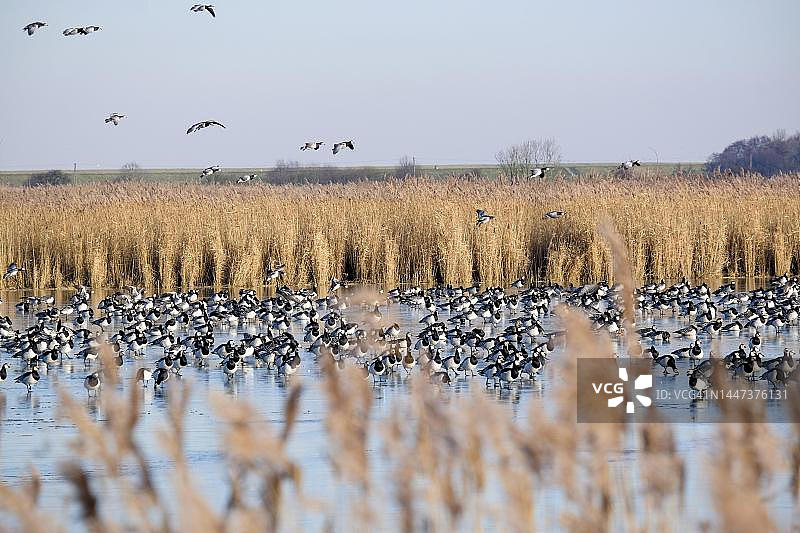 德国下萨克森州白颊黑雁图片素材