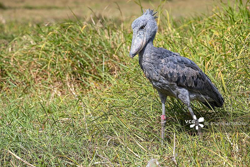 寻找猎物的鲸头鹳，赞比亚邦韦乌卢沼泽图片素材