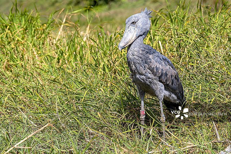 鲸头鹳，位于赞比亚邦韦乌卢沼泽的沼泽草丛中图片素材