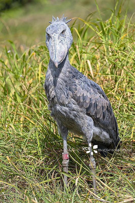 鲸头鹳，亦称 أبو Markub，眼神交流，赞比亚邦韦乌卢沼泽图片素材