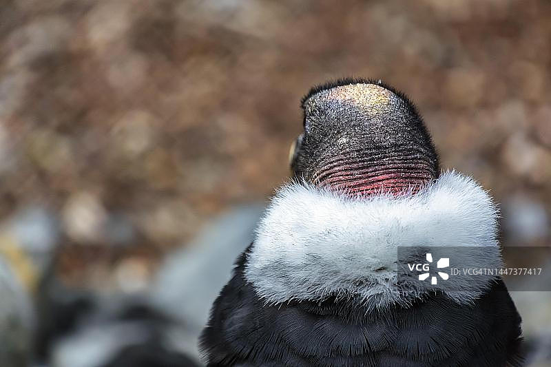 德国代特莫尔德贝勒贝克飞禽公园鸟舍中的安第斯秃鹰（Vultur gryphus）图片素材