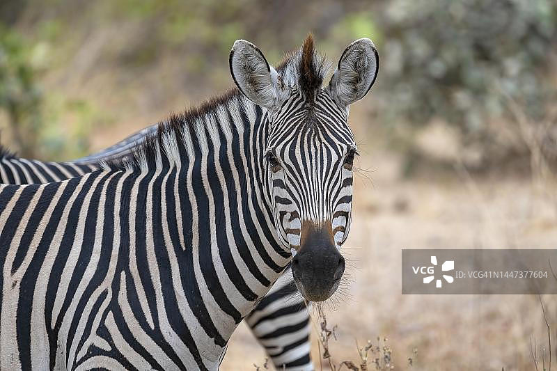 克劳谢氏斑马（Equus quagga crawshayi），动物肖像，赞比亚南卢安瓜图片素材