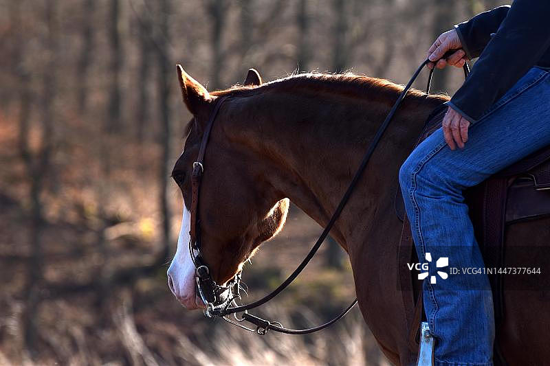 美国夸特马在训练中的头部和颈部特写，莱茵兰-普法尔茨图片素材