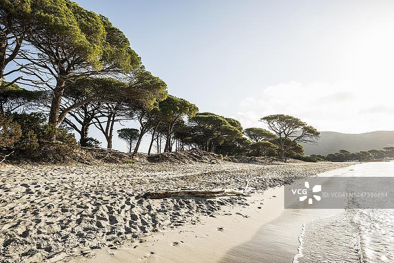 法国科西嘉岛帕隆巴aggia海滩和松树图片素材