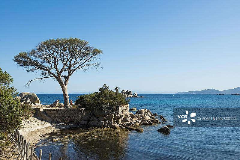 法国科西嘉岛帕隆巴aggia海滩和松树图片素材