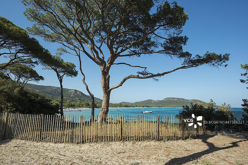 法国科西嘉岛帕隆巴aggia海滩和松树图片素材