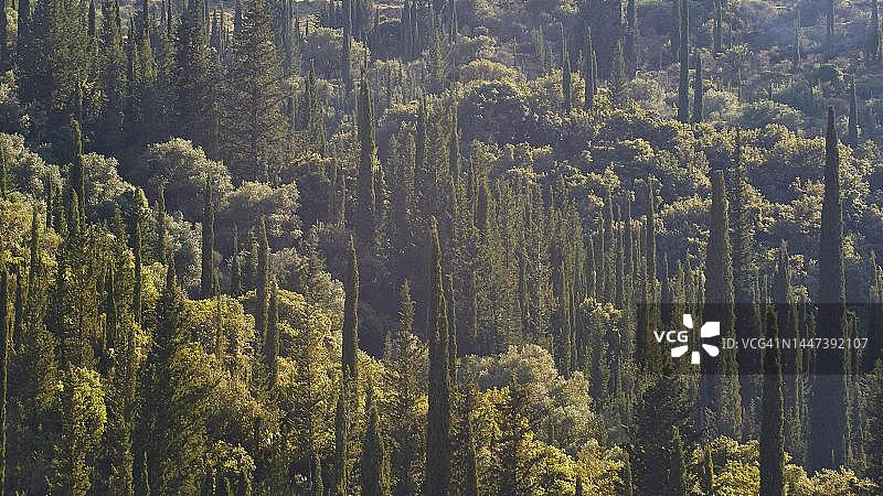 希腊爱奥尼亚群岛凯法利尼亚岛的柏树林图片素材