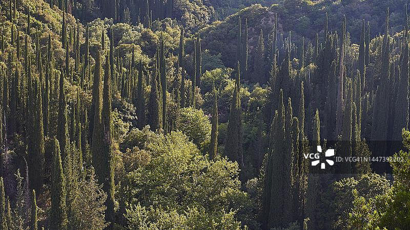 希腊凯法利尼亚岛上的柏树林图片素材