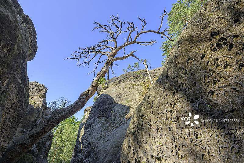 捷克共和国姆谢诺布卢迪什捷斯卡尔尼梅斯托岩石迷宫中的枯树图片素材