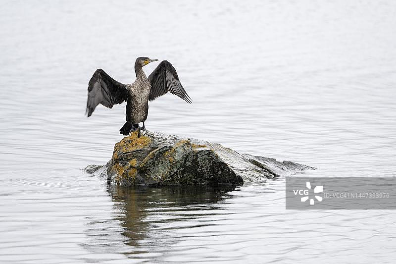 鸬鹚在水中石头上张开翅膀（瑞士格里松斯州恩嘎丁）图片素材