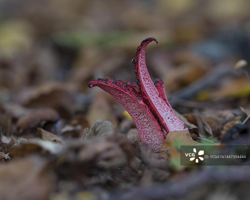 章鱼鬼笔菌，位于德国黑森州吕塞尔斯海姆美因河畔莫恩布鲁赫自然保护区图片素材