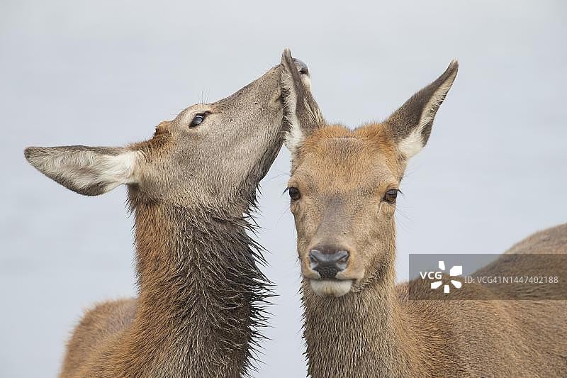 英国萨里郡，成年雌性马鹿和幼年小鹿在一起互动图片素材