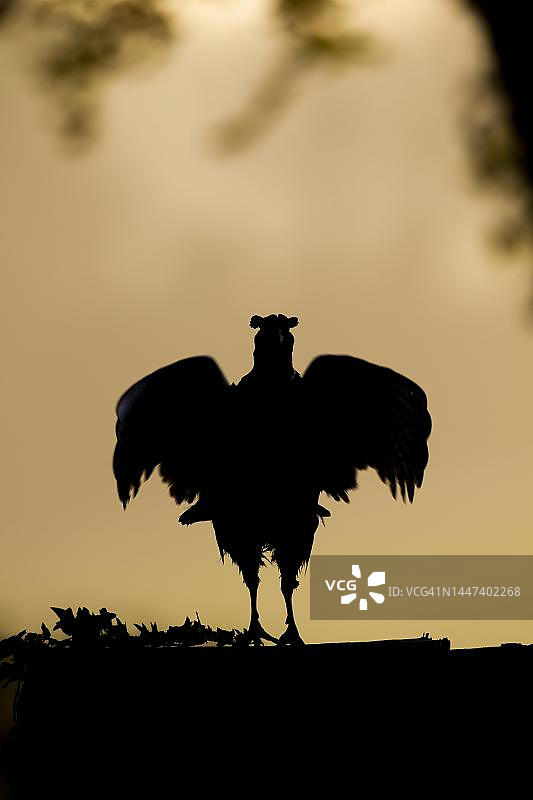 英国萨福克日出树桩上环颈雉剪影图片素材