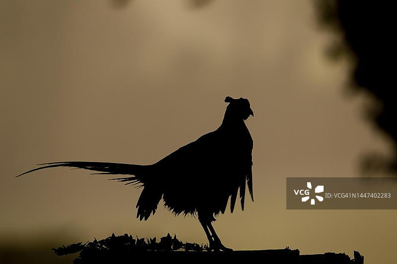 英国萨福克郡日出时分，树桩上轮廓分明的普通雉鸡雄鸟图片素材