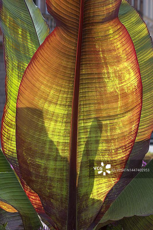 德国巴伐利亚的逆光香蕉叶图片素材