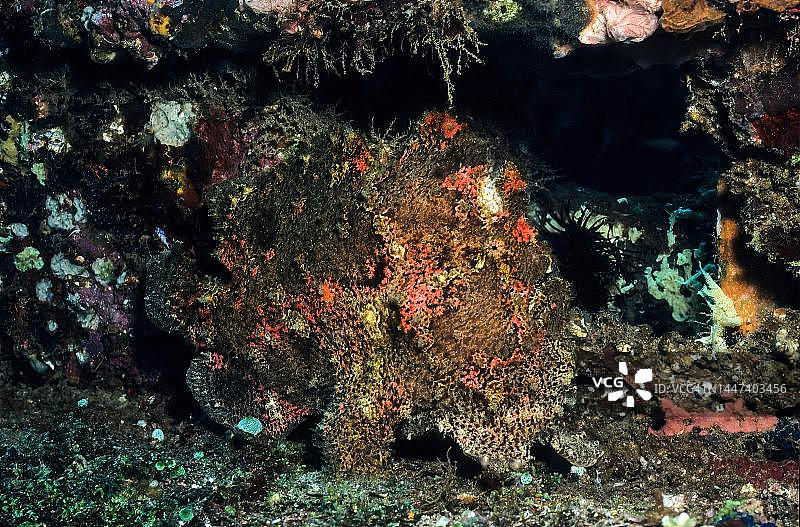 康氏躄鱼：完美伪装成海绵，潜伏在菲律宾珊瑚礁缝隙中，等待猎物图片素材