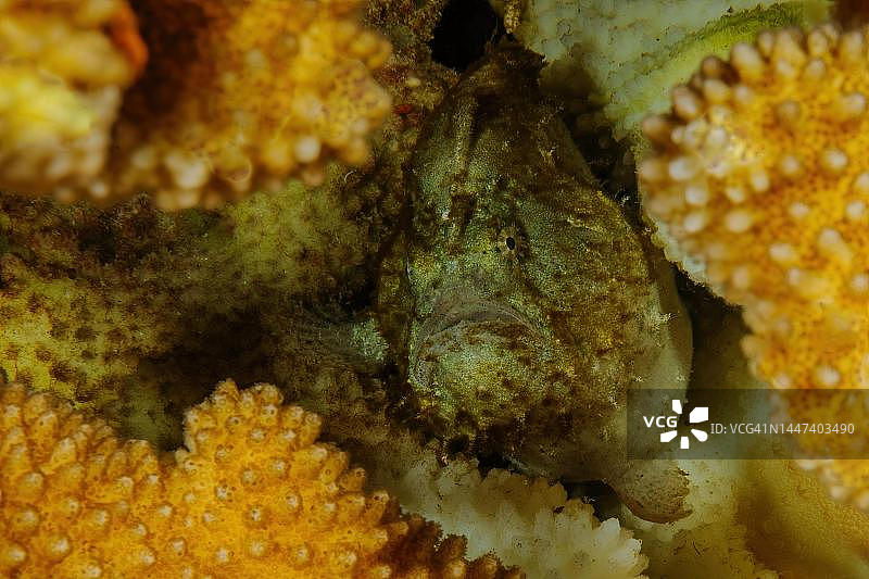 努米费蛙鮟鱇图片素材