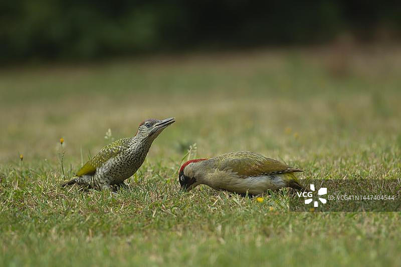 幼年绿啄木鸟（Picus viridis）在花园草坪上呼唤觅食，诺福克，英国图片素材