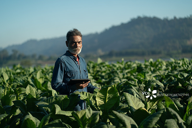 男人从事农业和种植烟草作物图片素材