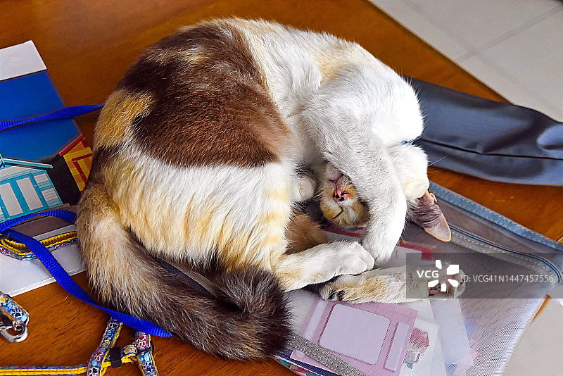 蜷缩在桌子上的睡猫图片素材