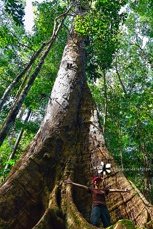 马来西亚沙捞越山都望山雨林中的龙脑香树和亚洲女性图片素材