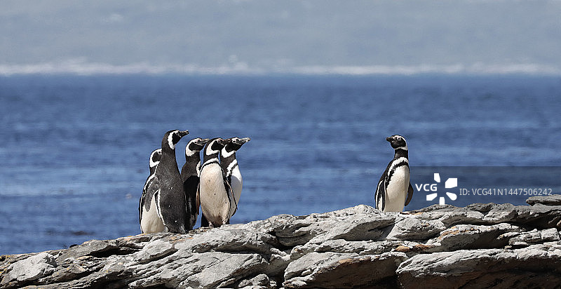 五只麦哲伦企鹅互相观望图片素材
