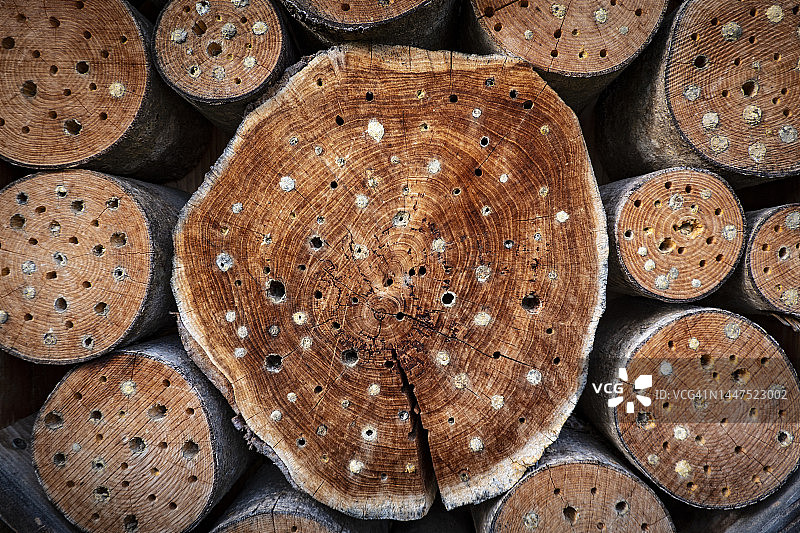 树干上的洞，昆虫旅馆图片素材
