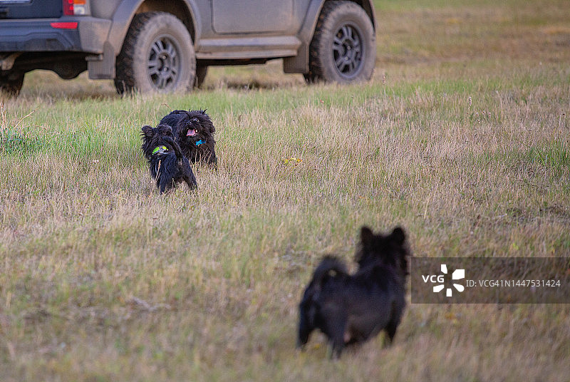 森林里的猴面犬图片素材