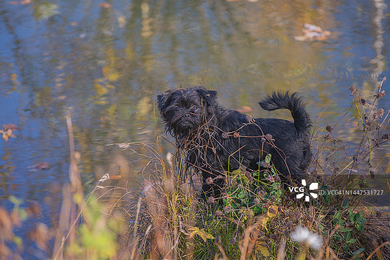 森林里的猴面犬图片素材
