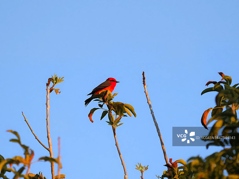 何时出现图片素材