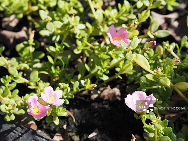 马齿苋图片素材