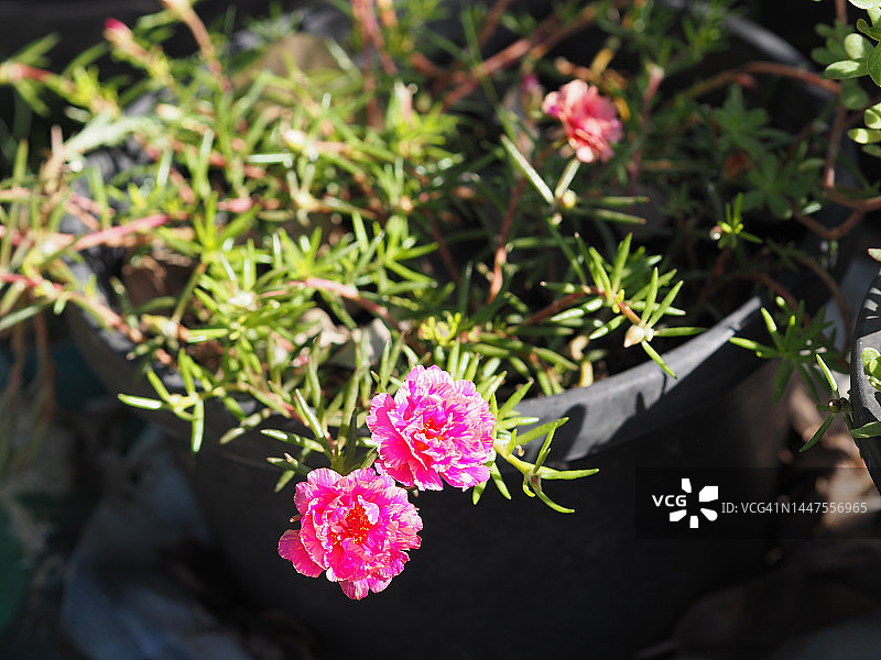 粉色太阳花图片素材