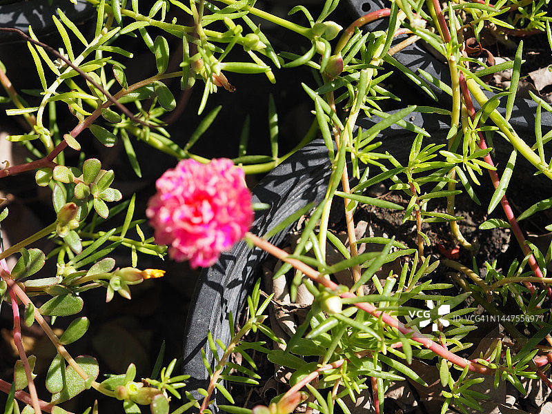 粉色太阳花图片素材