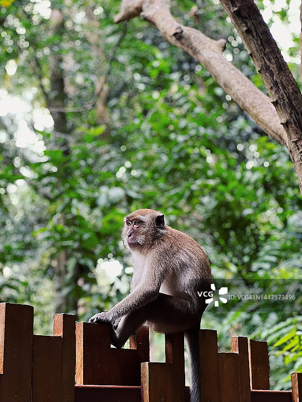 猴子坐在泰国甲米府莱利海滩的栅栏上图片素材