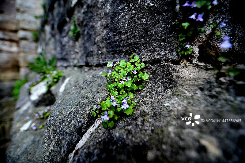 墙壁上盛开的鲜花图片素材