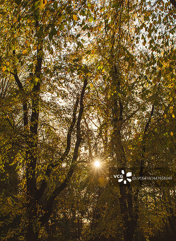 阳光照耀在树后图片素材