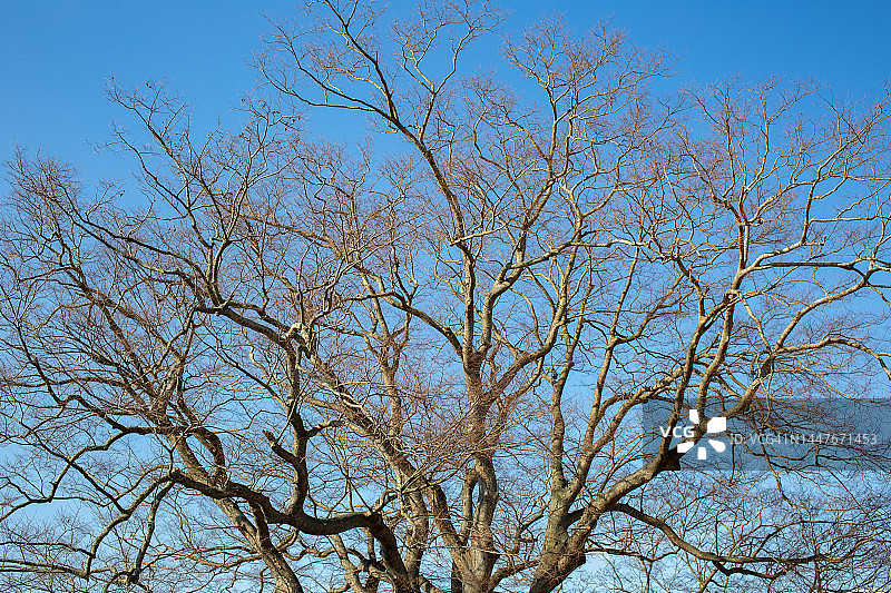 冬季仰视榉树枝图片素材